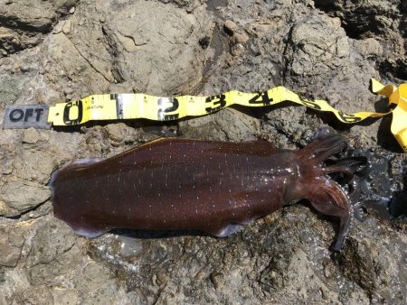 ６時間でこれ１パイだけ！