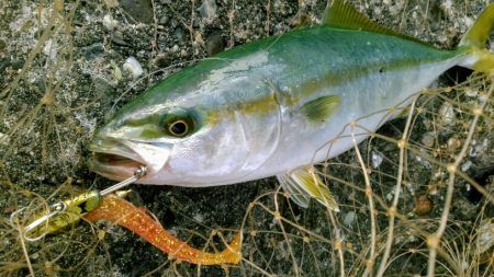 久しぶりのシーバス