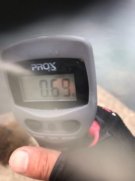 春イカエギング、泉南はまだまだ春イカいけそうです。