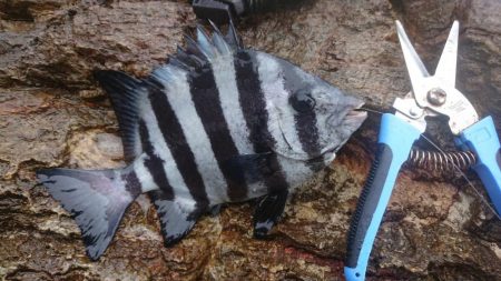 釣り時々雨宿り