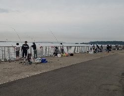 タチウオ 浮き釣り