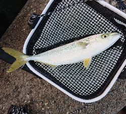 まだ大きくなってないか。