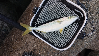 まだ大きくなってないか。