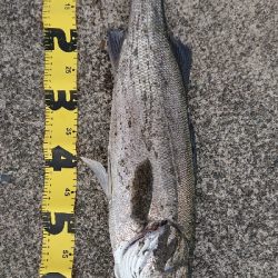 久しぶりのシーバス