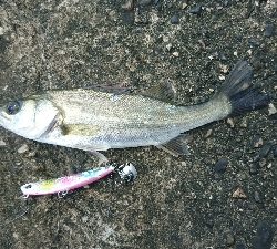 マゴチ狙いで鈴鹿の漁港に行ってきましたが。。