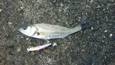 マゴチ狙いで鈴鹿の漁港に行ってきましたが。。