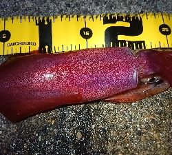 昨日に引き続き