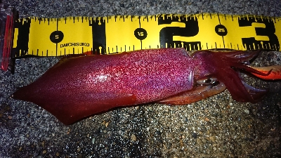 昨日に引き続き