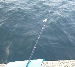 久しぶりに釣れた