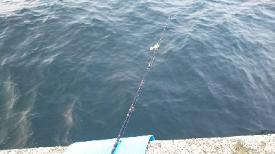 久しぶりに釣れた