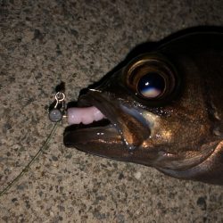 二見メバリング23