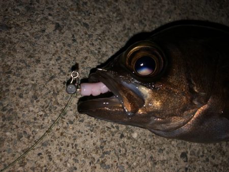 二見メバリング23