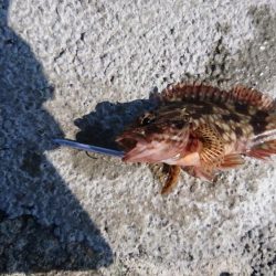 岸壁際のマイクロジギング