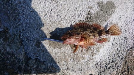 岸壁際のマイクロジギング