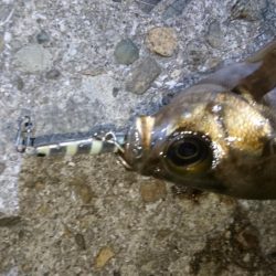 今夜も梅雨メバル