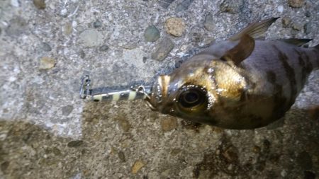 今夜も梅雨メバル