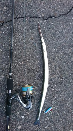 朝マズメショアジギング