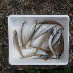 まったりチョイ投げ