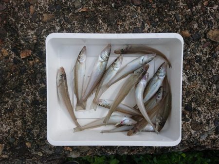 まったりチョイ投げ