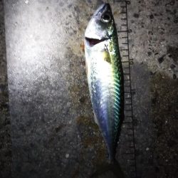 今シーズン初の大サバ狙い！