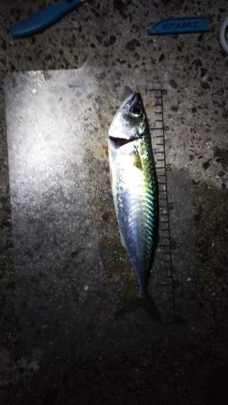 今シーズン初の大サバ狙い！