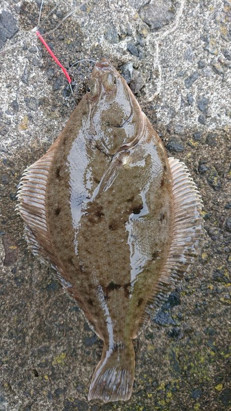 投げ釣り合間にカレイング