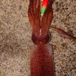 仕事終わりケンサキエギング