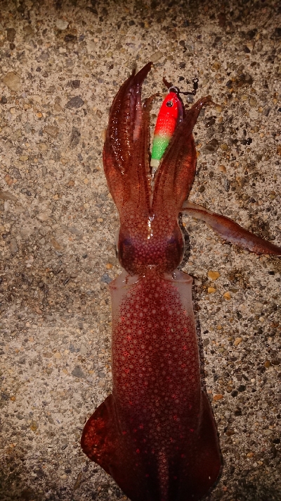 仕事終わりケンサキエギング