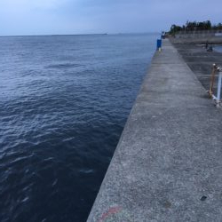 久しぶりにかもめ大橋　チヌ活性よし