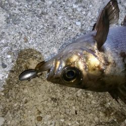 やっぱりメバル