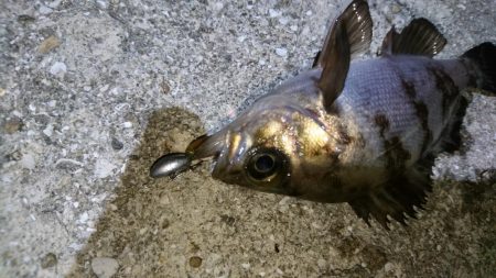 やっぱりメバル