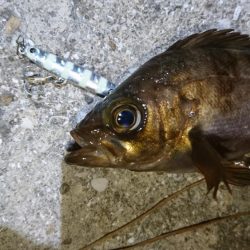 今夜も梅雨メバル