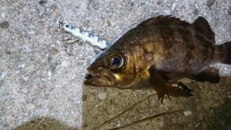 今夜も梅雨メバル