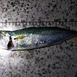 今シーズン初の大サバ狙い！