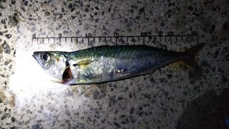 今シーズン初の大サバ狙い！