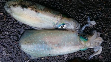 シャローDEランガン