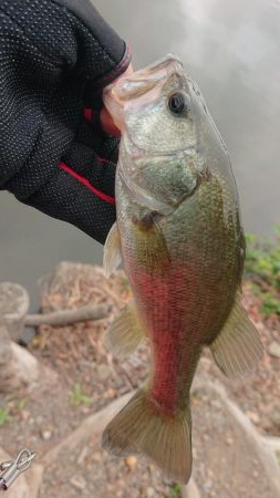 五三川 スピニングパワーフィネス