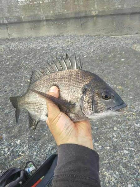 だんご釣りからの、 、、
