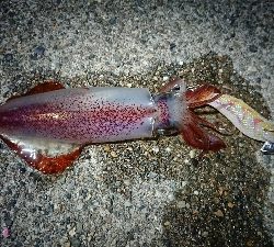 仕事終わりケンサキエギング