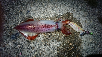 仕事終わりケンサキエギング