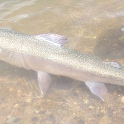 フィッシングレイクたかみや 釣果