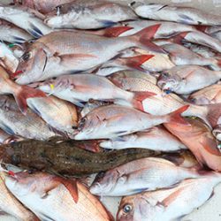 松本釣船２ 釣果