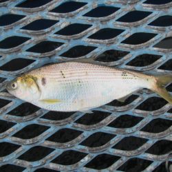 オリジナルメーカー海づり公園(市原市海づり施設) 釣果