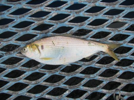 オリジナルメーカー海づり公園(市原市海づり施設) 釣果