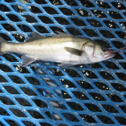 オリジナルメーカー海づり公園(市原市海づり施設) 釣果