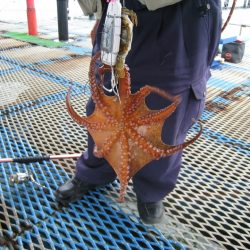 オリジナルメーカー海づり公園(市原市海づり施設) 釣果