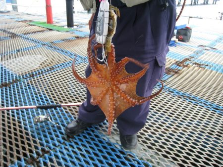 オリジナルメーカー海づり公園(市原市海づり施設) 釣果
