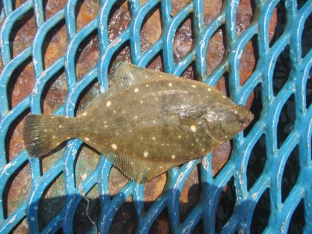 オリジナルメーカー海づり公園(市原市海づり施設) 釣果