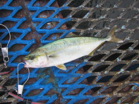 オリジナルメーカー海づり公園(市原市海づり…