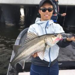 シーマジカル 釣果